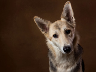 Gray and white mongrel dog sitting in studio on brown blackground and looking at camera