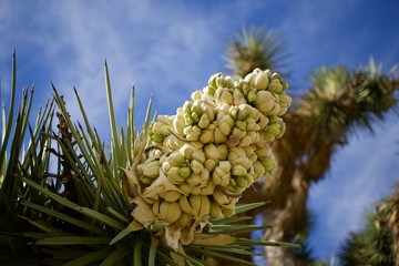 fruiting joshua tree and blue sky