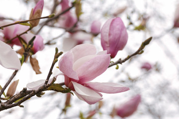 Closeup of blossoming Magnolia
