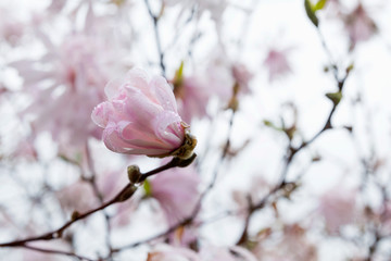 Magnolia tree in blossom