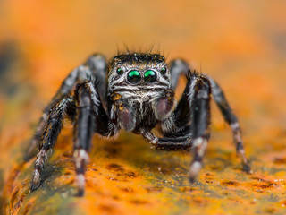 Jumping Spider Arachnid Insect Macro