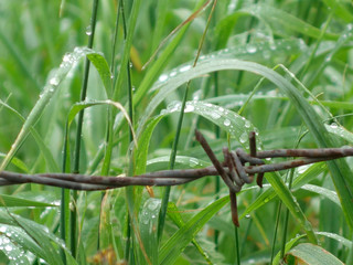 barbed wire fence