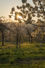 Fototapeta premium Kirschblüte im Abendlicht Kirschbaum Blüte sonne