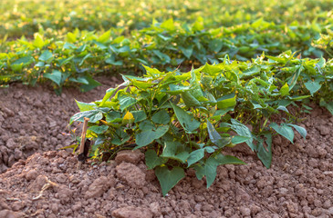 Obraz premium Sweet potato leaves on the mound.