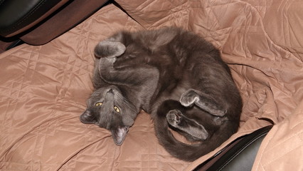 Grey cat curled in a chair