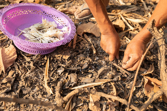 hands of villager shovel to collect natural vegetable,