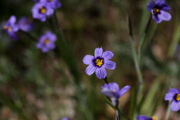 Fototapeta premium April Wildflowers in Ojai