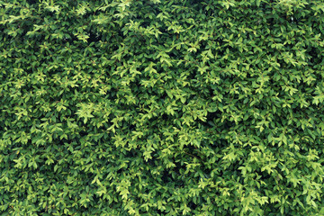 Fototapeta na wymiar Green leaves wall background, plant on the wall