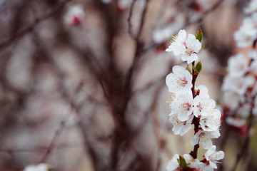 apple, apricot, april, background, beautiful, beauty, berry, bloom, blooming, blossom, botany, branch, bright, brunch, cherry, concept, design, elegant, flora, floral, flower, fresh, freshness, fruit,