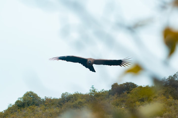 Condor flying in the mountains of Bolivia.