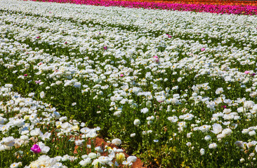 the flower fields at crlsbad