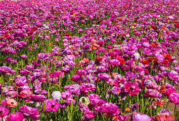 the flower fields at crlsbad