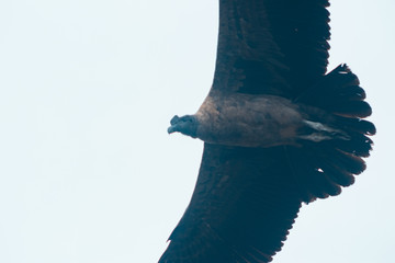 cóndor de los andes