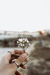 woman hand with rings catching wild white flowers at sunset in spring