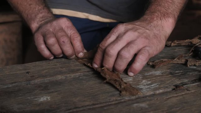 Cuban Farmer Rolling Cuban Cigar with Tobacco, Tobacco Farming in Vinales Cuba