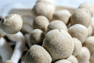 Fototapeta na wymiar Shimeji mushrooms