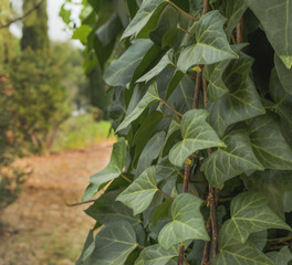 Ivy leaves covering a column in the park