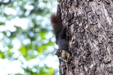 The garden squirrel.