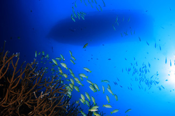 Fototapeta na wymiar Scuba dive boat above coral reef 
