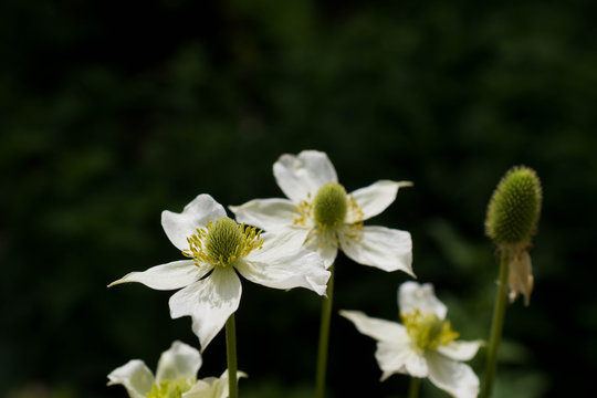 4 367 Best アネモネ Images Stock Photos Vectors Adobe Stock