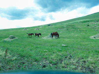 Naklejka premium grazing horse and cub, family
