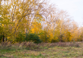 Obraz premium trees with yellow leaves in the park at autumn. background, nature.