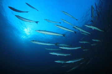 Fototapeta na wymiar Barracuda fish 