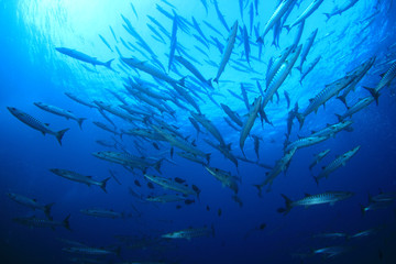 Fototapeta na wymiar Barracuda fish 