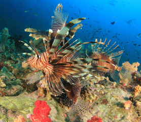 Underwater coral reef and fish in Indian Ocean 