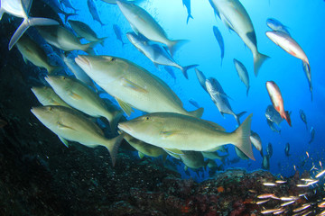 Fototapeta na wymiar Underwater coral reef and fish in Indian Ocean 