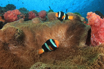 Underwater coral reef and fish in Indian Ocean 