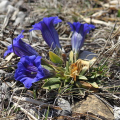 Stengelloser Enzian (Gentiana clusii )