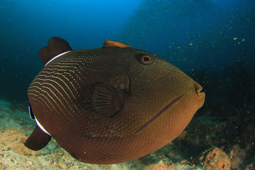 Underwater coral reef and fish in Indian Ocean 