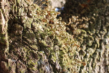 lichen on bark