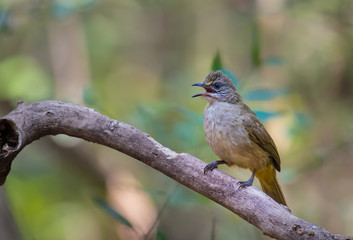 Streak-eared Bulbul on branch in nature.