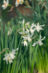 White daffodils in the spring sun