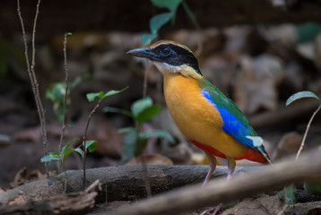 Blue-winged Pitta on branch in nature.