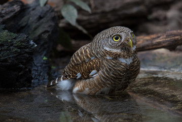 Asian Barred Owlet In the water in nature.