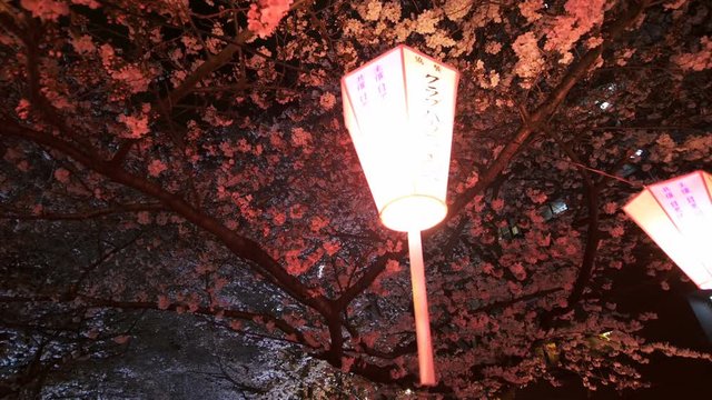 The scenery of Meguro River in full bloom with cherry blossoms. The lanterns of the festival are swaying in the wind.