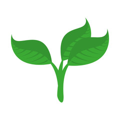 ecology leafs plants icon