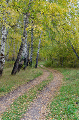 autumn birch forest