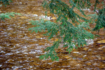 Pine Branch Over Brook