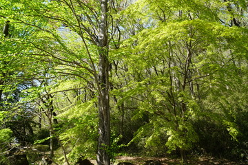 Obraz premium 新緑j