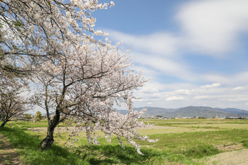 桜