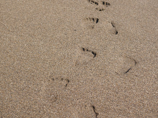 Fototapeta na wymiar Sand background Footprint