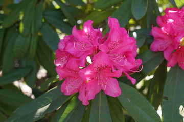 シャクナゲの花