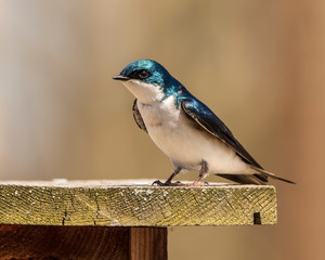 A beautiful tree swallow perched on the nest box looking out for the little ones inside. 
