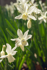 White daffodils in the spring sun