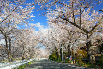 Fototapeta na wymiar 日本の春　京都の桜