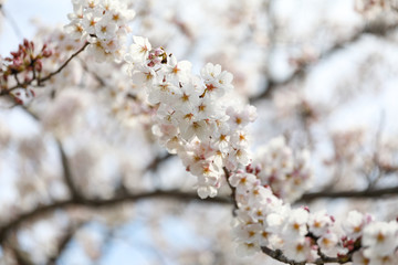 Fototapeta premium 桜